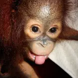 orangutan baby